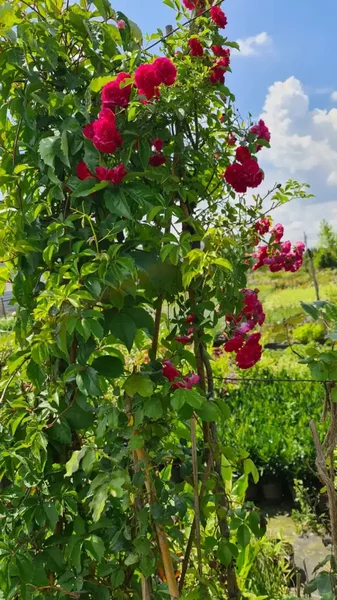 Trandafiri cataratori (Rosa Rampicante)
