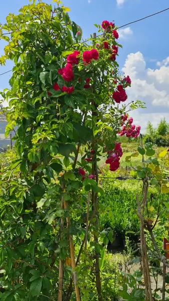 Trandafiri cataratori (Rosa Rampicante)