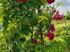 Trandafiri cataratori (Rosa Rampicante)