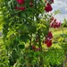 Trandafiri cataratori (Rosa Rampicante)